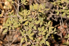 Quercus intricata