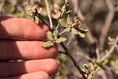 Quercus intricata