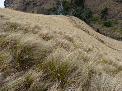 Nassella laevissima