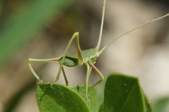 Acrometopa macropoda