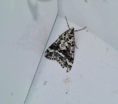 Pseudocoremia leucelaea