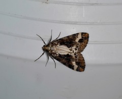 Pseudocoremia leucelaea