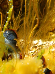 Devaleraea ramentacea