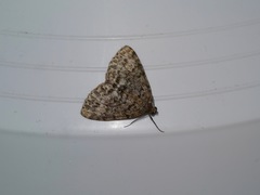 Pseudocoremia indistincta