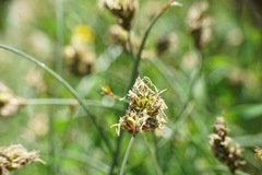 Carex stenophylla