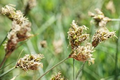 Carex stenophylla