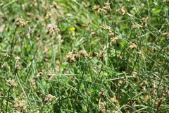 Carex stenophylla