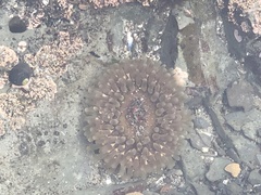 Urticina clandestina