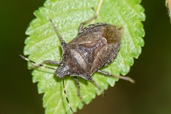 Picromerus conformis