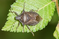 Picromerus conformis