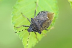 Picromerus conformis