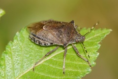 Picromerus conformis