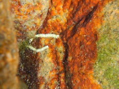 Hydroides elegans