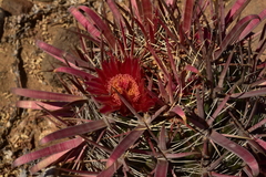 Ferocactus gracilis coloratus