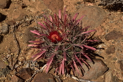 Ferocactus gracilis coloratus