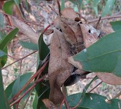 Australomisidia ergandros