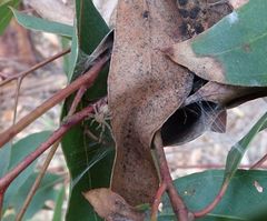 Australomisidia ergandros