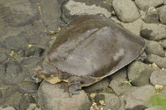 Apalone spinifera guadalupensis