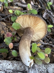 Lactarius novae-zelandiae