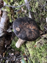 Lactarius novae-zelandiae