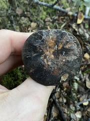 Lactarius novae-zelandiae