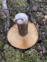 Lactarius novae-zelandiae