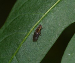 Allophylopsis
