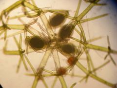 Lamprothamnium capitatum