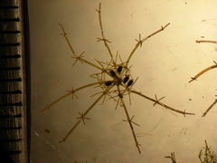 Lamprothamnium capitatum