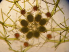 Lamprothamnium capitatum