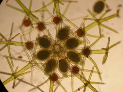 Lamprothamnium capitatum