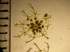 Lamprothamnium capitatum