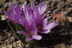 Colchicum szovitsii