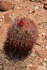 Ferocactus gracilis coloratus