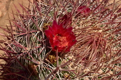 Ferocactus gracilis coloratus