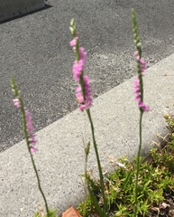 Spiranthes sinensis