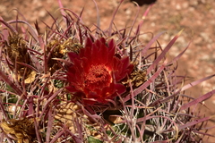 Ferocactus gracilis coloratus