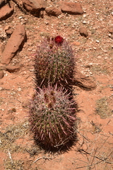 Ferocactus gracilis coloratus