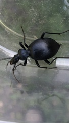 Scaphinotus interruptus