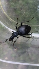 Scaphinotus interruptus