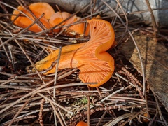Cantharellus concinnus