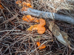 Cantharellus concinnus