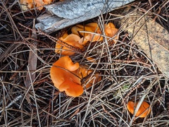 Cantharellus concinnus