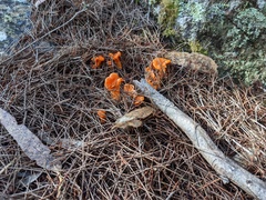 Cantharellus concinnus