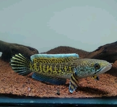 Channa aurantimaculata