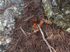 Cantharellus concinnus