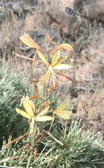 Asphodeline brevicaulis