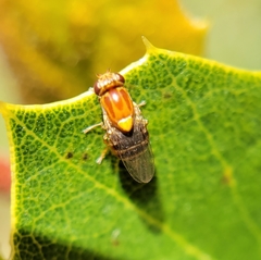 Thaumatomyia rubida
