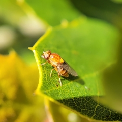 Thaumatomyia rubida