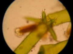 Lamprothamnium beilbyae